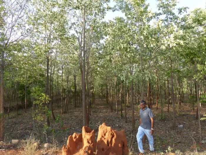 Ganesan anna standing in his farm of red sandal trees with an ant hill in front of him