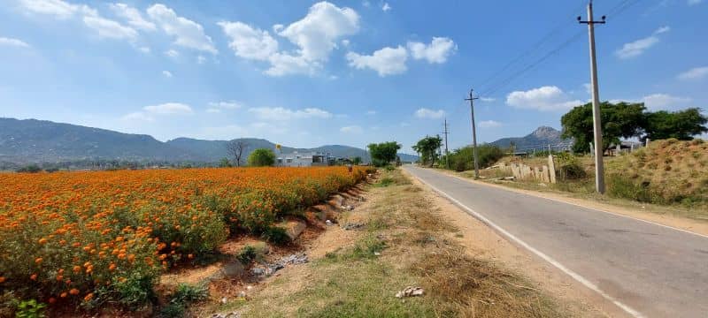 Flowering fields by the side of the lovely rural backroads in this area. 