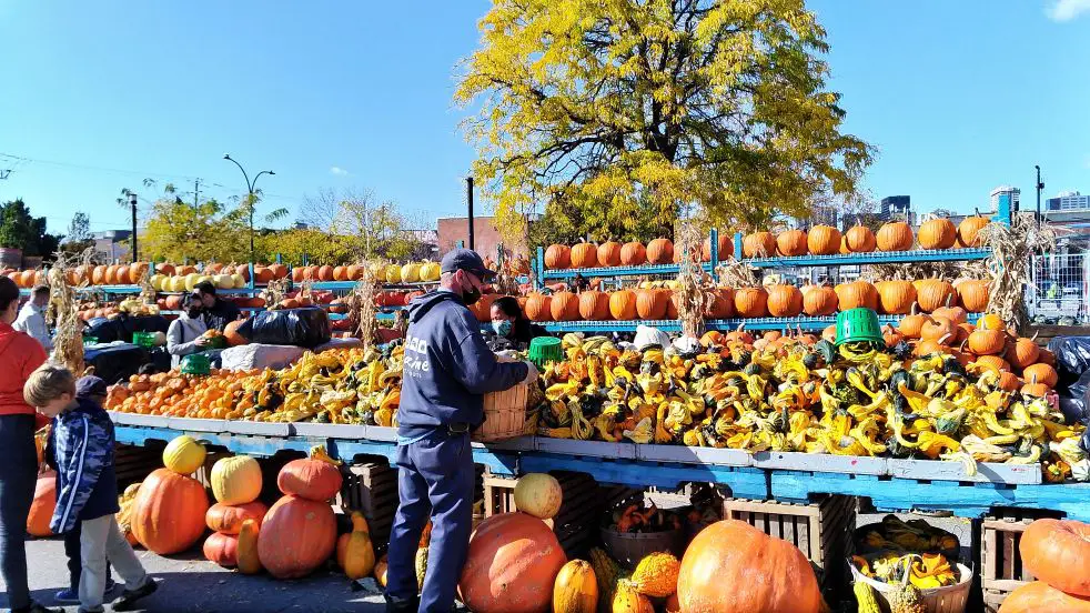 Sea of Pumpkins at Atwater Market, Montreal