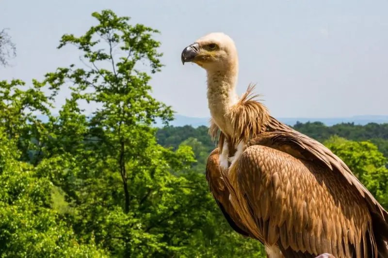 Griffon Vultures are Awesome! That Crazy Hike in the Subbetica,&nbsp;Andalucia