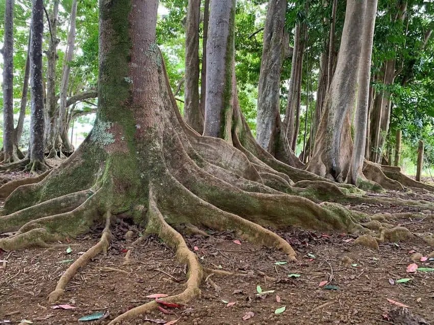 Rudraksha tree grove with bullion roots